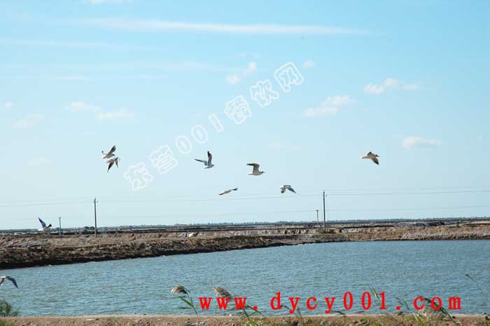东营海边美景照片欣赏---2011国庆记者游记